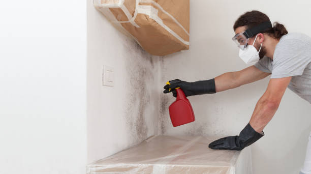 Professional Basement Mold Remediation technician working in Elgin, IL