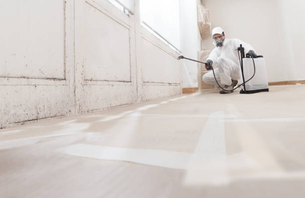 24/7 Emergency Basement Mold Remediation experts in Elgin, IL